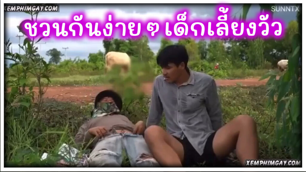 Sunxx Thai Gay หนุ่มเลี้ยงวัว ชวนกันเย็ดตูดง่ายๆ กลางทุ่งนา จับรูดควยแล้วเย็ดตูดสดจนแตกคาตูด